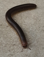 Pachyiulus flavipes