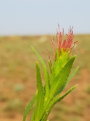 Acalypha caperonioides