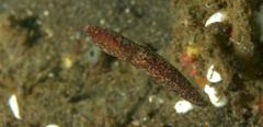 Hapalochlaena lunulata