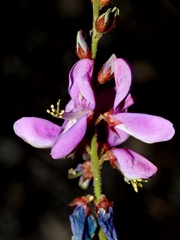 Desmodium platycarpum