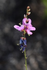 Desmodium platycarpum