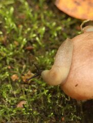 Krynickillus melanocephalus