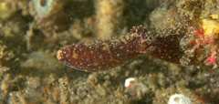 Hapalochlaena lunulata