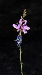 Desmodium platycarpum