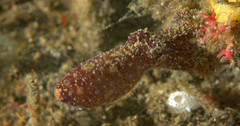 Hapalochlaena lunulata