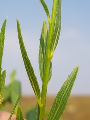Acalypha caperonioides
