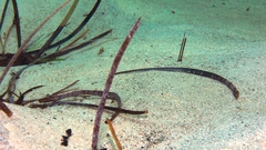 Syngnathidae