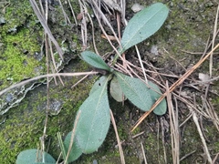 Bothriospermum