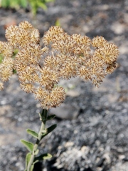 Chromolaena stachyophylla