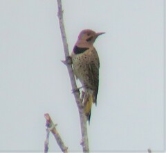 Colaptes auratus luteus