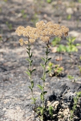 Chromolaena stachyophylla