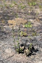 Chromolaena stachyophylla