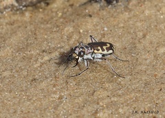 Cicindela hirticollis