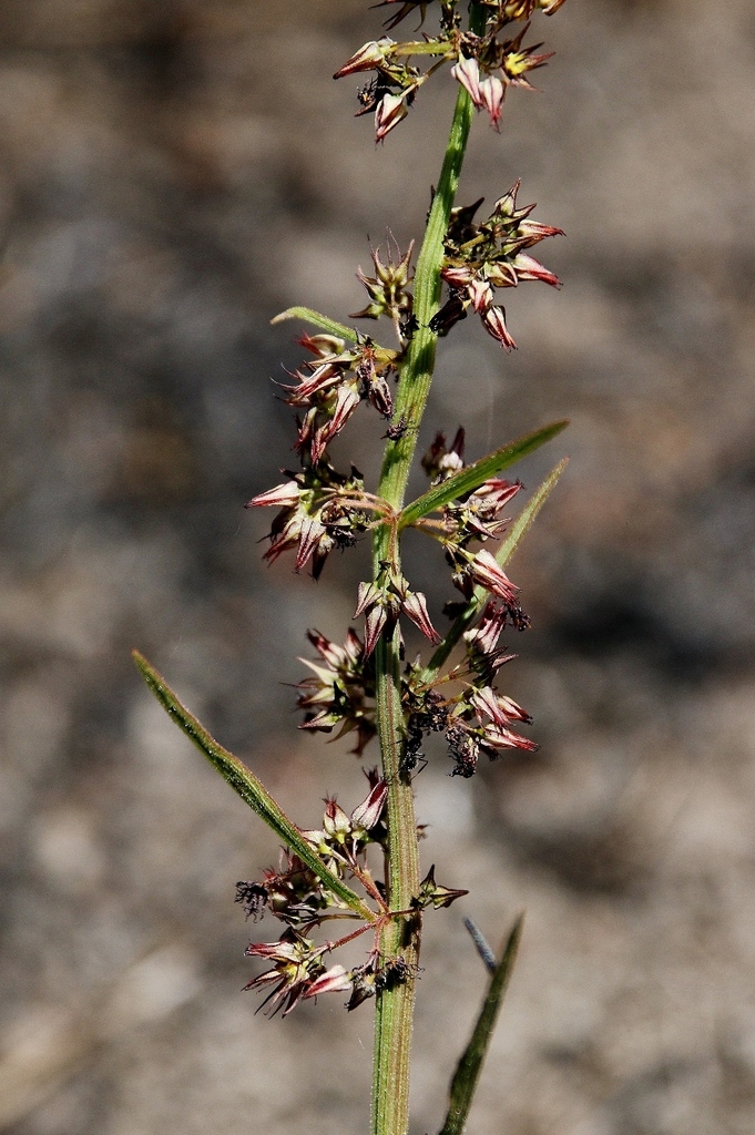 Ayenia scalpellata
