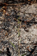 Ayenia scalpellata