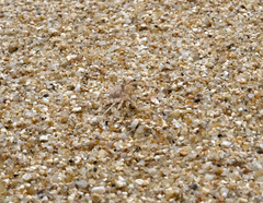 Ocypode occidentalis