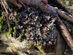 Peltigera horizontalis