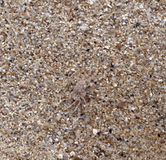 Ocypode occidentalis