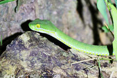 Trimeresurus macrops