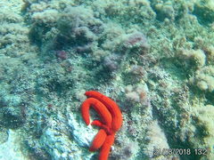 Ophidiaster ophidianus