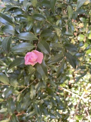 Camellia sasanqua