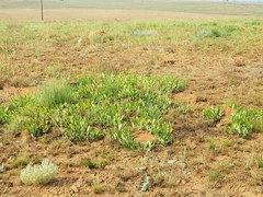 Parinari capensis capensis