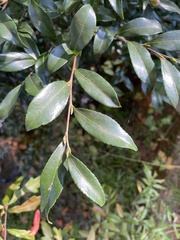 Camellia sasanqua