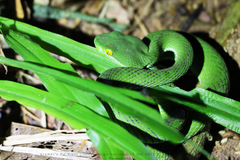 Trimeresurus macrops