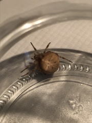 Araneus