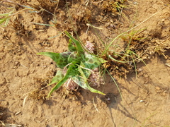 Ledebouria inquinata