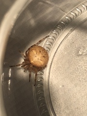 Araneus