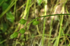 Hyacinthoides non-scripta
