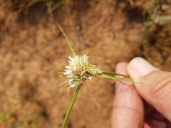 Cyperus niveus leucocephalus