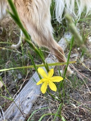 Moraea lewisiae