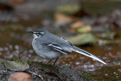 Motacilla clara