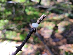 Mycena tenerrima