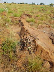 Aloe greatheadii davyana