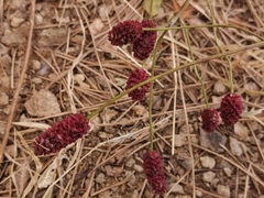 Sanguisorba officinalis