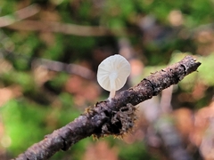 Mycena tenerrima