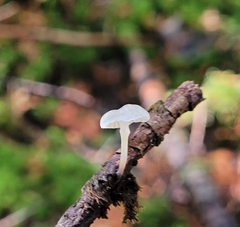 Mycena tenerrima