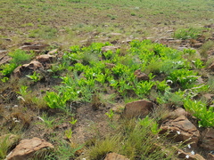 Pygmaeothamnus zeyheri