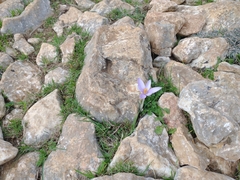 Crocus