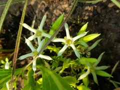 Pygmaeothamnus zeyheri