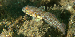 Threadless Cheek-Hook Goby photo 2