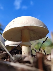 Leucoagaricus leucothites