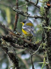 Setophaga pitiayumi