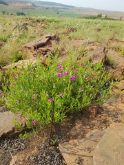 Sphenostylis angustifolia