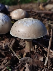 Leucoagaricus leucothites