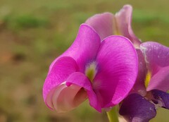 Sphenostylis angustifolia