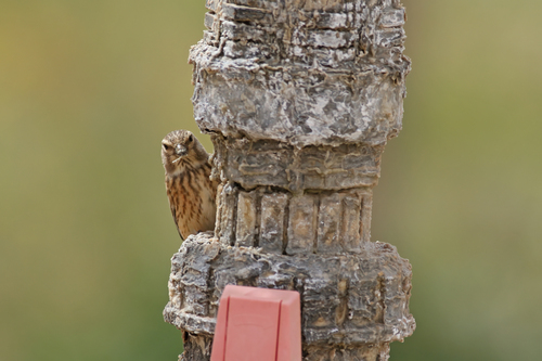 Linotte mélodieuse